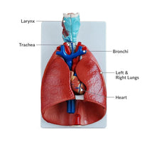 Larynx, Heart and Lung Model