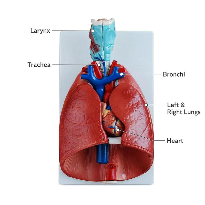 Larynx, Heart and Lung Model
