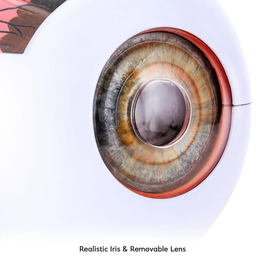 Giant Human Eye Model