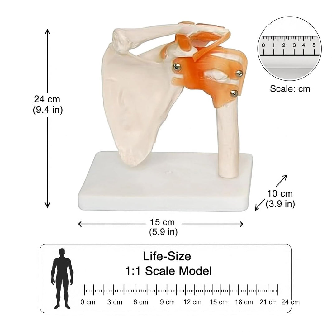 Life-Size Shoulder Joint Model