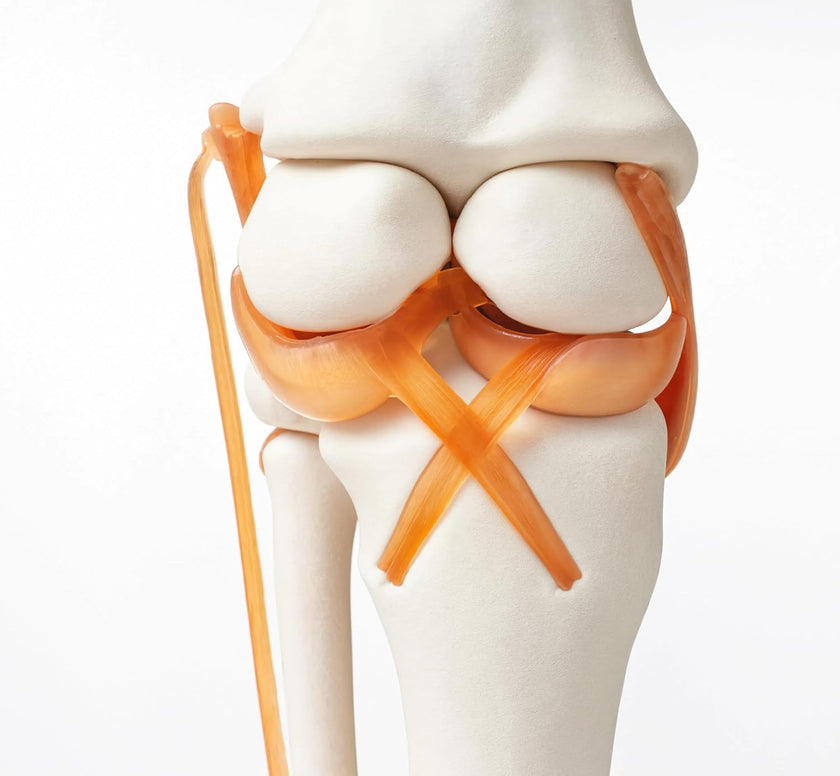 Life-Size Elbow Joint Model