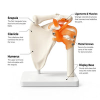 Life-Size Shoulder Joint Model