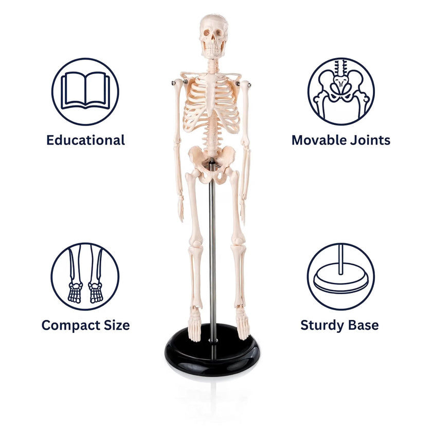Mini Human Skeleton Model 45CM Tall with Stand