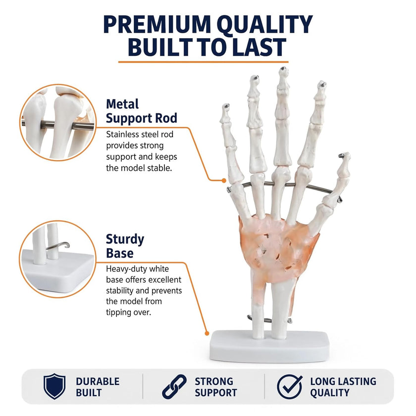 Life-Size Hand Joint with Ligaments Model