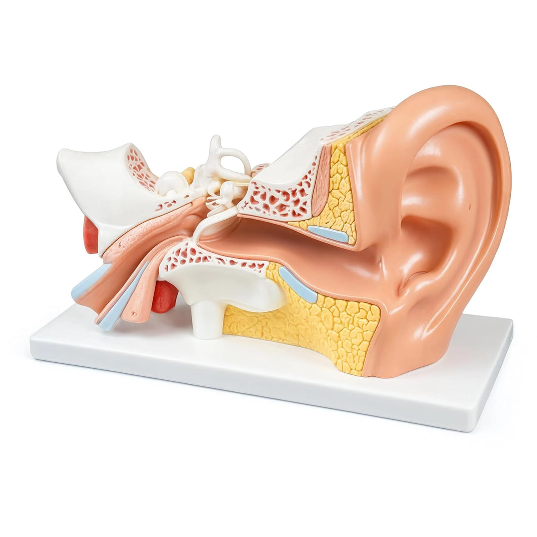 Giant Human Ear Model