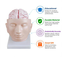 Human Brain with Arteries on Head Model