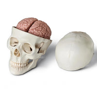Skull Model with 8-Part Brain | Human Brain & Skull Anatomical Model for Medical Education