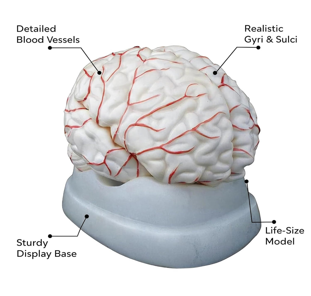 Human Brain Model with Arteries