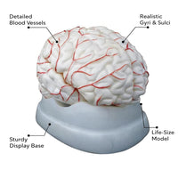 Human Brain Model with Arteries