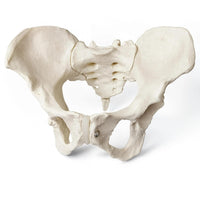 Adult Female Pelvis Model