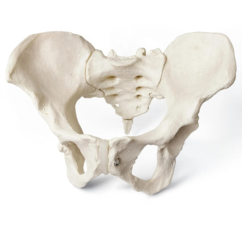 Adult Female Pelvis Model