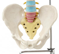 Didactic Vertebral Column with Pelvis