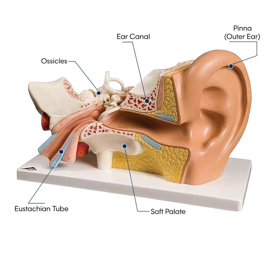 Giant Human Ear Model