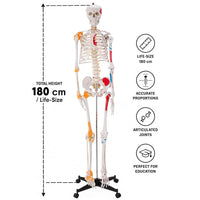 Life-Size Human Skeleton with Muscles and Ligaments Model 180CM Tall