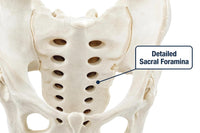 Adult Male Pelvis Model
