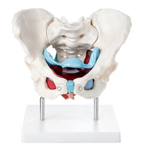 Female Pelvic Muscles and Organs Model