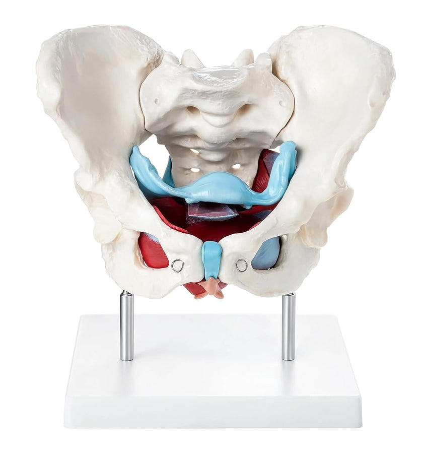 Female Pelvic Muscles and Organs Model