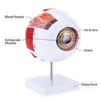 Giant Human Eye Model