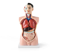 85 cm Male Torso 19-Part Model