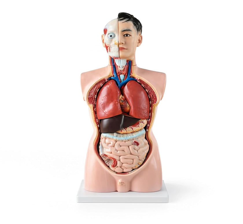 85 cm Male Torso 19-Part Model