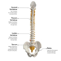 Life-Size Vertebral Column with Pelvis