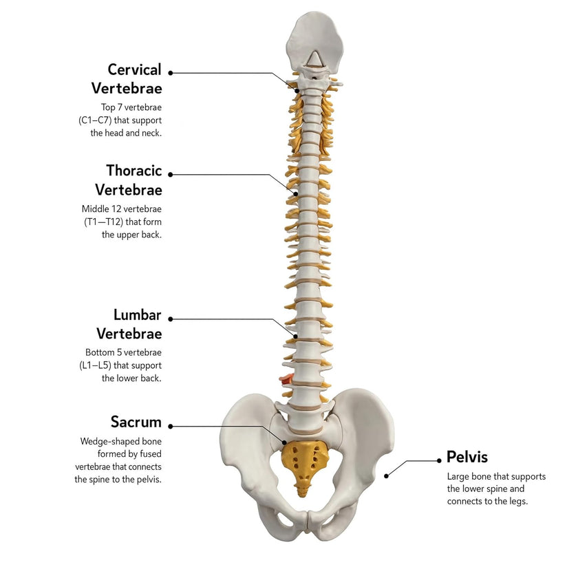 Life-Size Vertebral Column with Pelvis