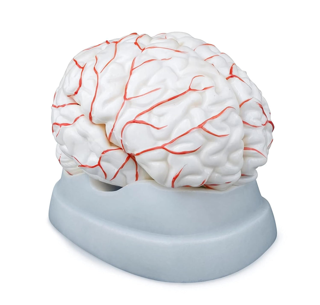 Human Brain Model with Arteries