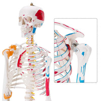 Life-Size Human Skeleton with Muscles and Ligaments Model 180CM Tall
