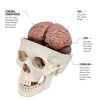 Skull Model with 8-Part Brain | Human Brain & Skull Anatomical Model for Medical Education