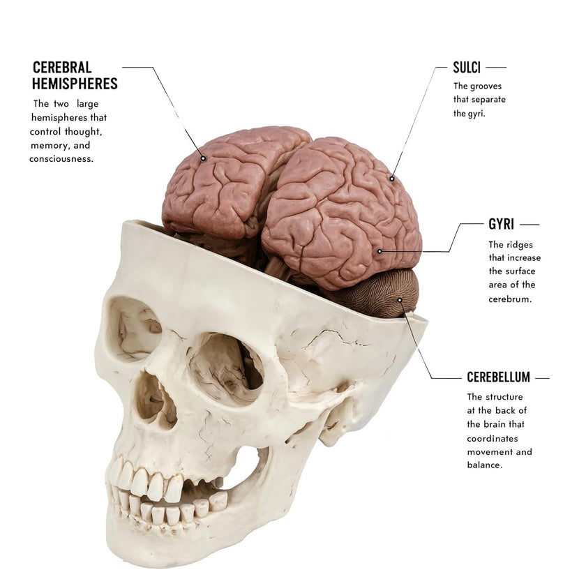 Skull Model with 8-Part Brain | Human Brain & Skull Anatomical Model for Medical Education