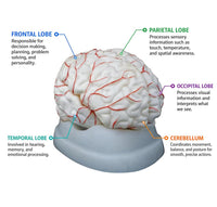 Human Brain Model with Arteries