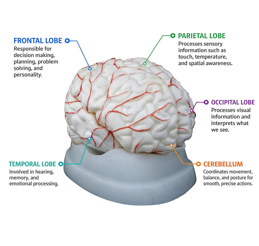 Human Brain Model with Arteries