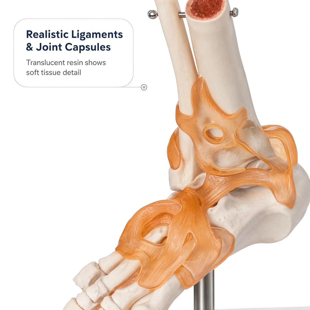 Life-Size Foot Joint with Ligaments Model