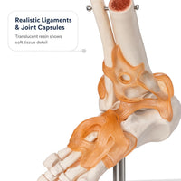 Life-Size Foot Joint with Ligaments Model