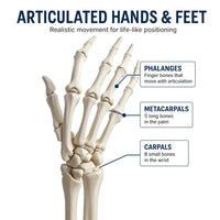 Life-Size Human Skeleton Model 180CM Tall