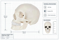 Life-Size Human Skull Model | Anatomical Skull Model for Medical Education