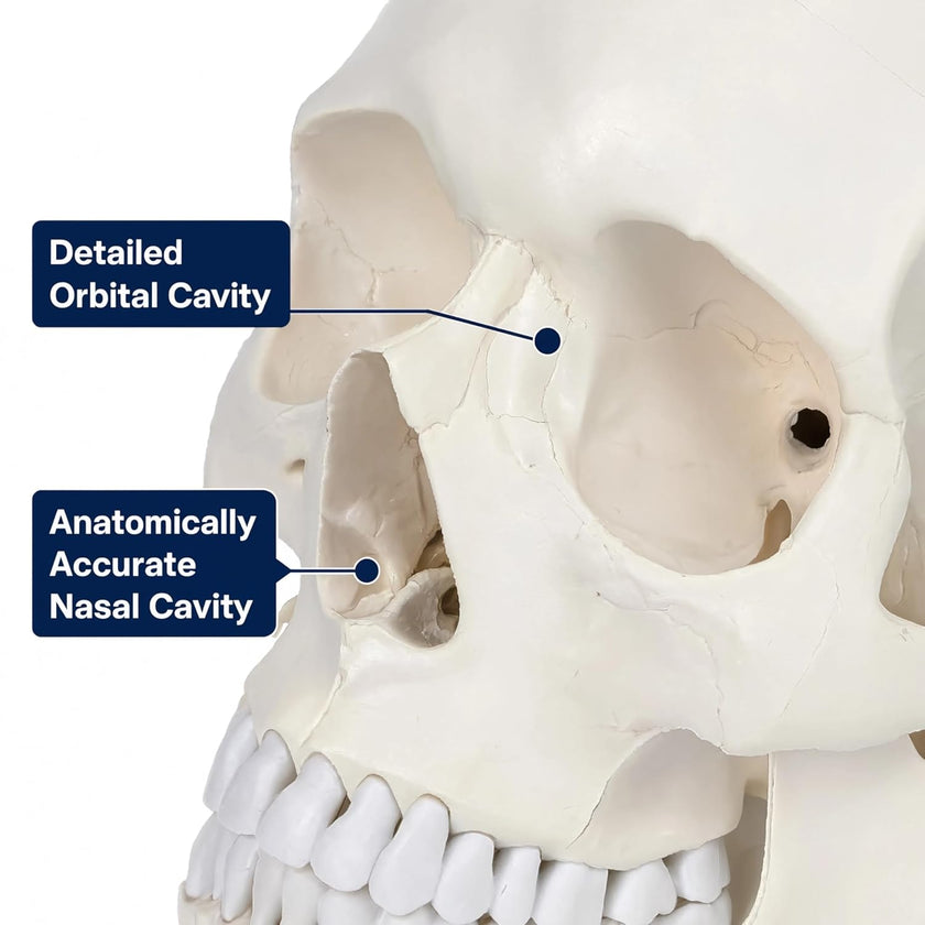 Life-Size Human Skull Model | Anatomical Skull Model for Medical Education