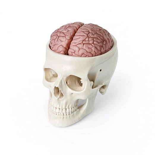 Skull Model with 8-Part Brain | Human Brain & Skull Anatomical Model for Medical Education