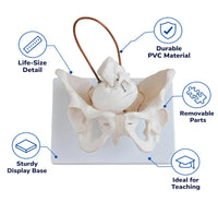 Birth Demonstration Model