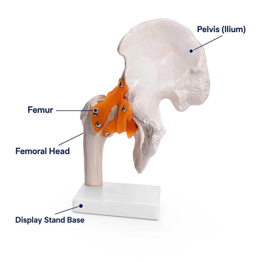 Life-Size Hip Joint Model