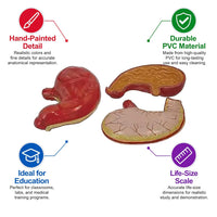 Human Stomach Model