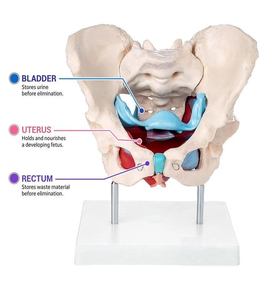 Female Pelvic Muscles and Organs Model