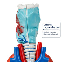 Larynx, Heart and Lung Model