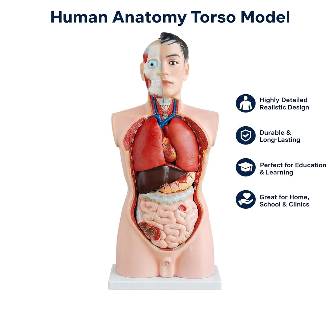85CM Male Human Torso Model – 19-Part
