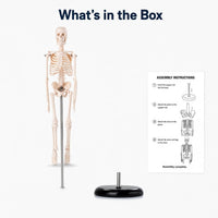 Mini Human Skeleton Model 45CM Tall with Stand