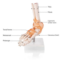 Life-Size Foot Joint with Ligaments Model