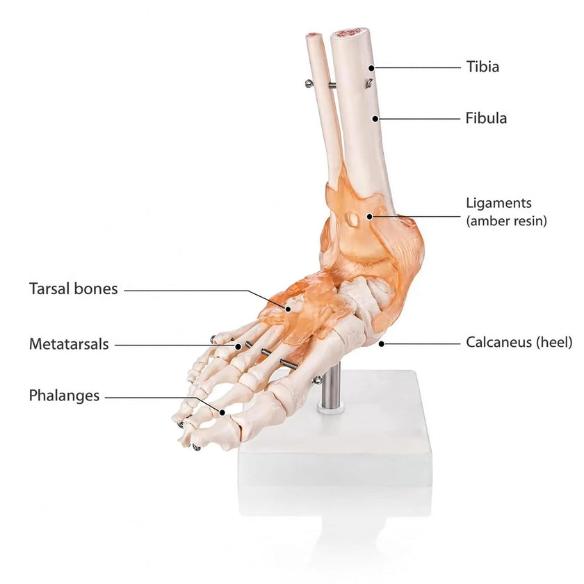 Life-Size Foot Joint with Ligaments Model