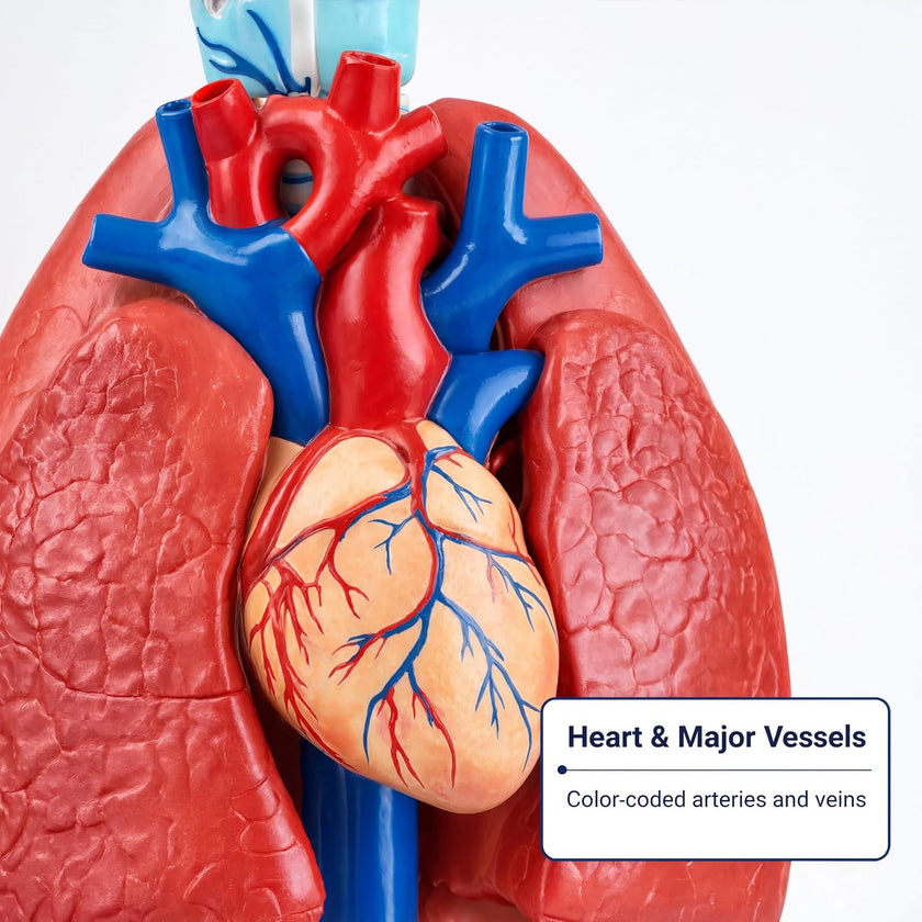 Larynx, Heart and Lung Model