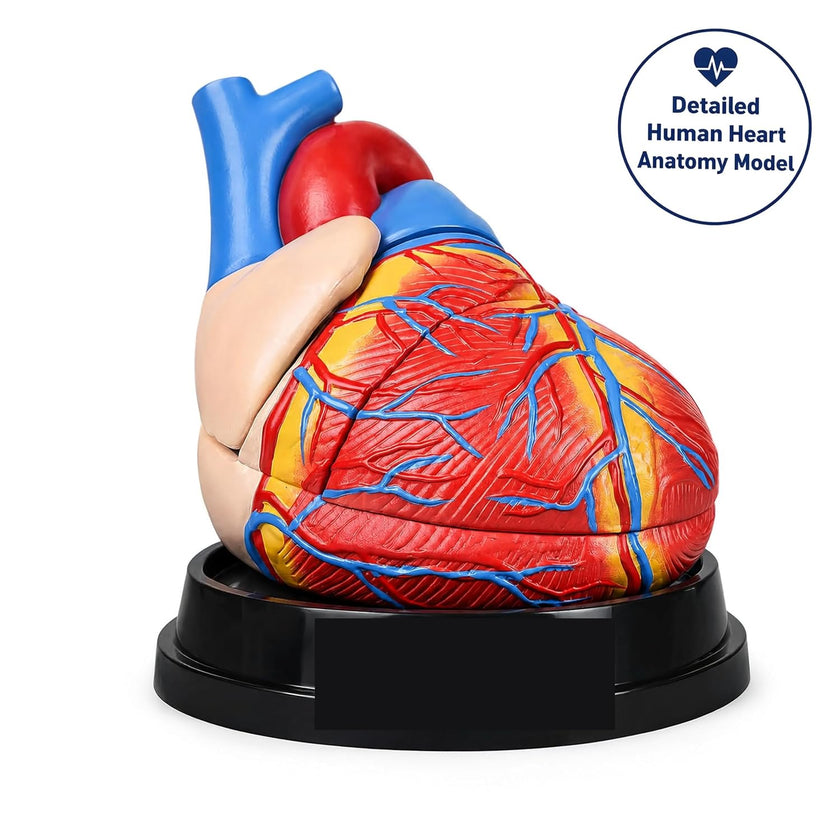 Jumbo Human Heart Model