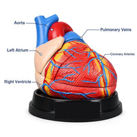 Jumbo Human Heart Model